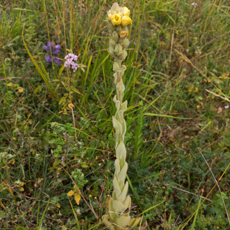 Wildflower Great Mullein